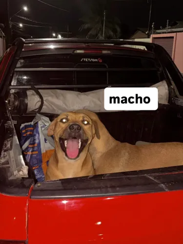 estou doando um casal de cachorros