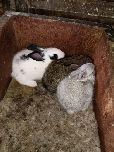 Vendo filhotes de coelhos 