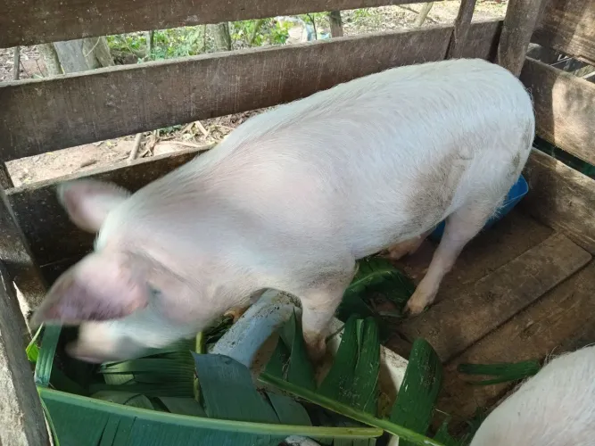 Vendo casal de porcos 