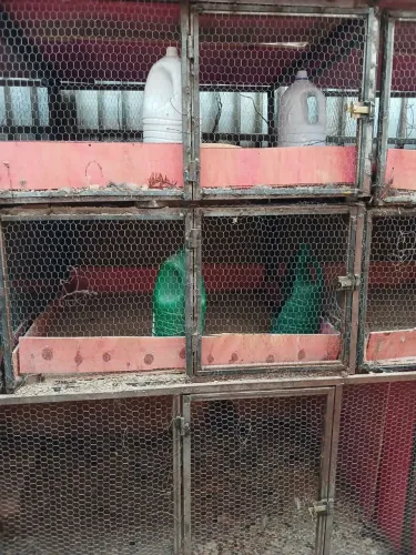 Gaiolas para galinhas