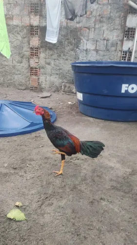 Galo mestiço