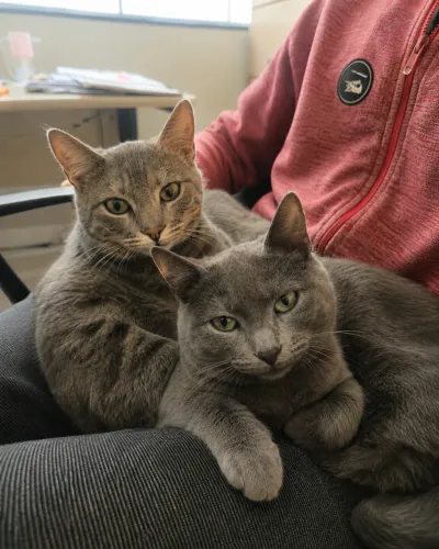 Doa-se 2 gatos lindos espertos e a gata criou na rua