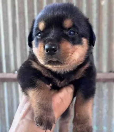 Rottweiler Filhotes Grande Porte Saudáveis.