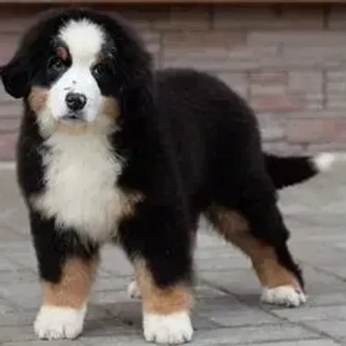 Bernese Mountain Dog,Bernese Mountain Dog Filhote Vacinado e Vermifugado