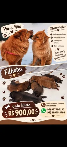 Vende-se Filhotes de Chow Chow