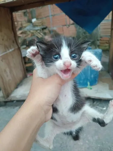 Gato filhote fêmea