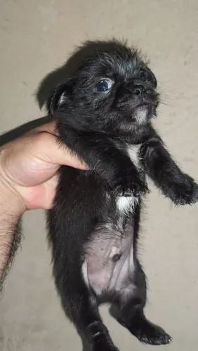 Shih Tzu com chihuahua 