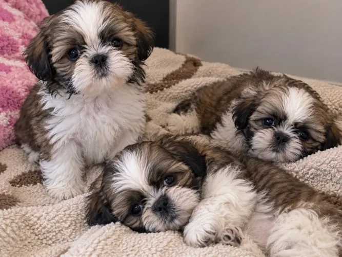 Cachorro shitszu disponível 3 fêmea e 5 machos total 8 filhotes