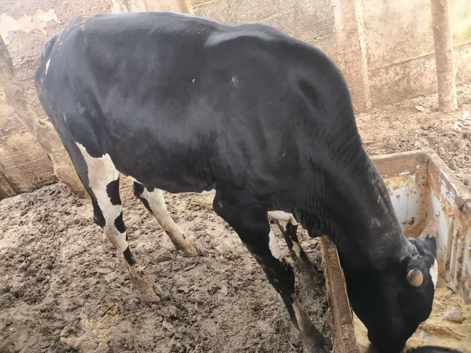 Novilhas média 10@ a 12@ R$3.000 cada