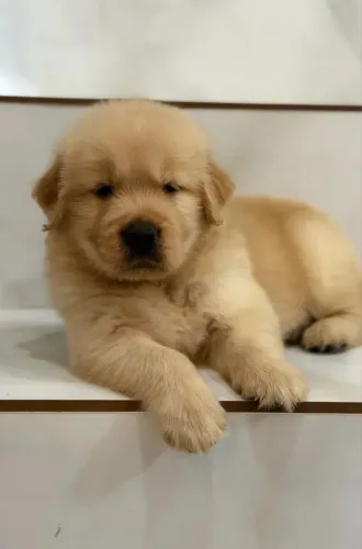 Filhotes de Golden Retriever Alto Padrão