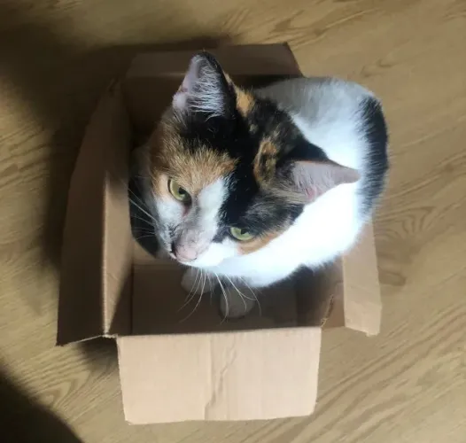 Doação de gatas e gatos
