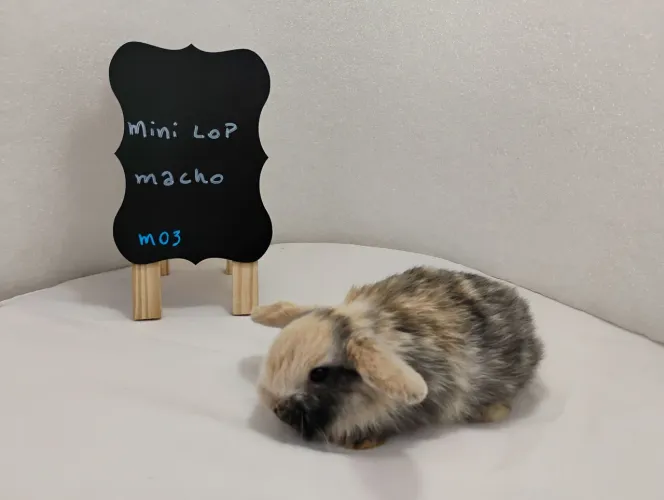 Mini Lop Mini Coelhos Filhotes 