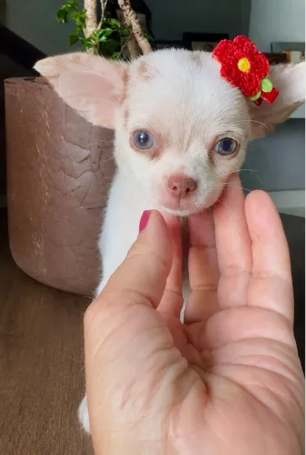 Chihuahua menina choco merle pelo curto
