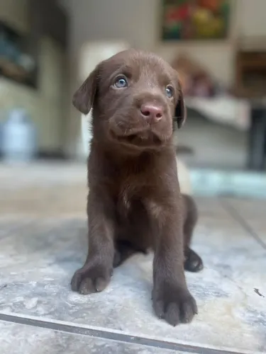 Filhote de labrador um filhote alegre para compartilhar grandes momentos
