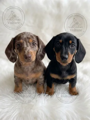 Basset teckel famosos salsichinhas