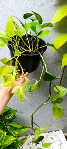 Planta Jiboia