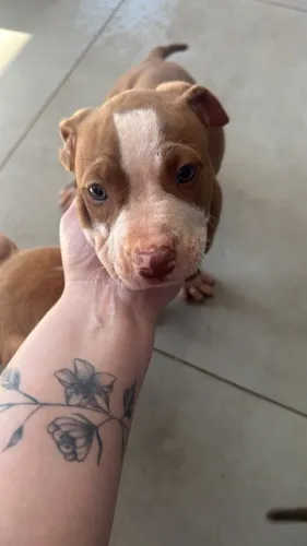 Cachorro