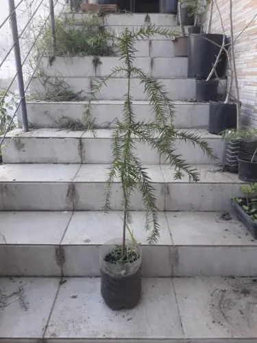 Muda Araucária - Porto Alegre RS - produz pinhão