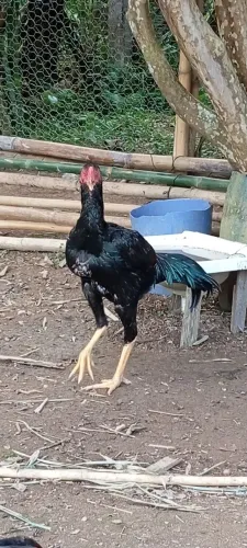 Galo; índio 