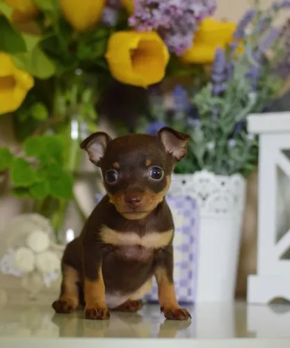 Filhotes De Pinscher - De Um Lar Para Um Filhote E Ganhe Amor Para Sempre