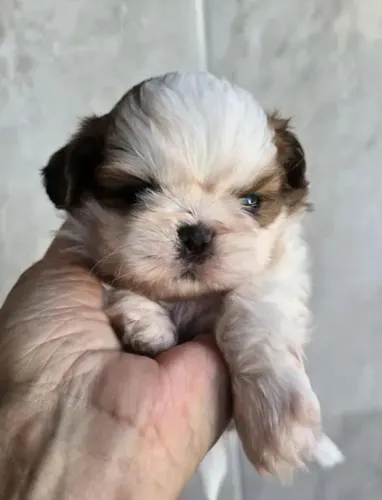 Shihtzu Mini Filhotes Tradicionais. 