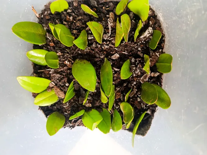 Muda de Zamioculca