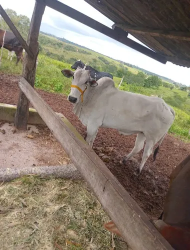 Vendo duas novilhas nelore P.O