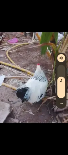 Ovos de galinha Brahma galados