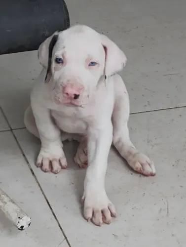 Vende se Filhotes de Dogues Alemães