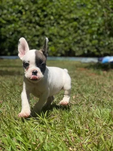 Bulldog francês fêmea