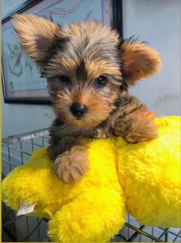Yorkshire Um cachorrinho que merece ser conhecido