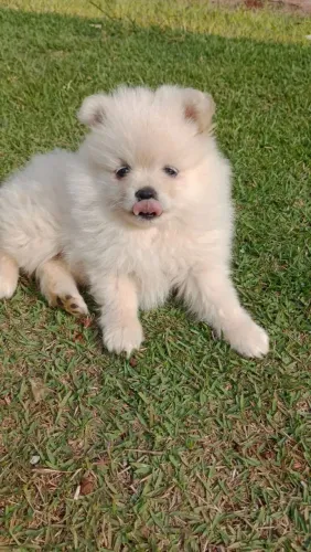 Spitz alemão Fêmea