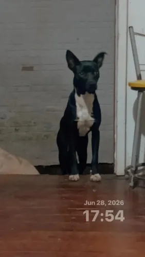 Doação de cachorro