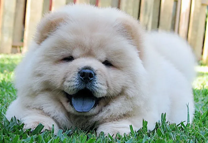 DOAÇÃO DE FILHOTE DE CHOW CHOW