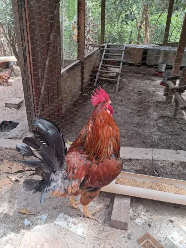 Vendo galo GLC com 8 meses