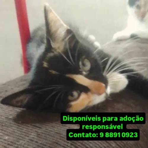 GATINHA CASTRADA PARA ADOÇÃO RESPONSÁVEL