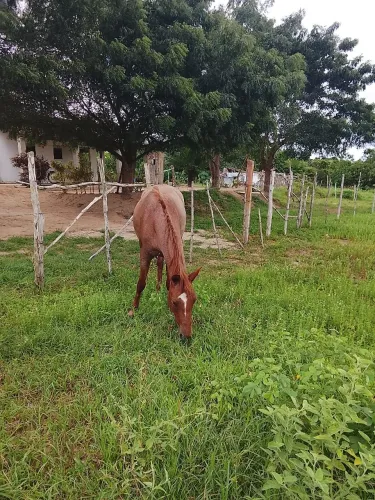 Potra rosilha 