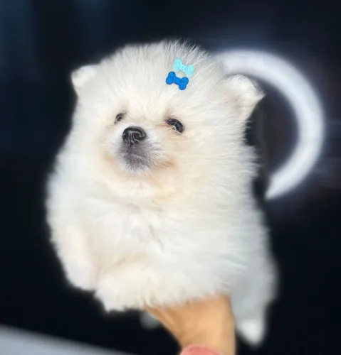 Lulu da Pomerânia 