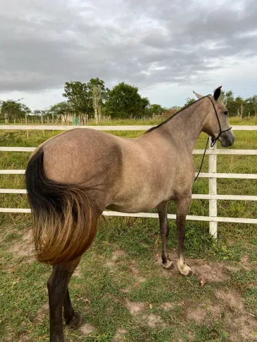 Potra