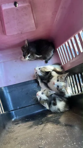 Gatinhos para doação