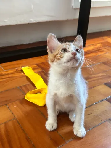Gatinho laranja para adoção responsável