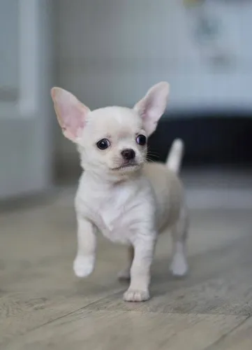 Chihuahua Carinho que inspira tranquilidade