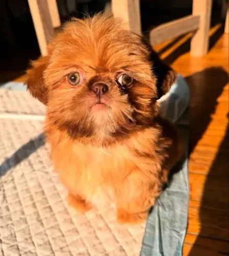 Filhotes de Shih tzu | Uma amizade cheia de afeto.