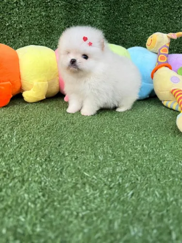 Lulu da pomerania ursinho bibelô