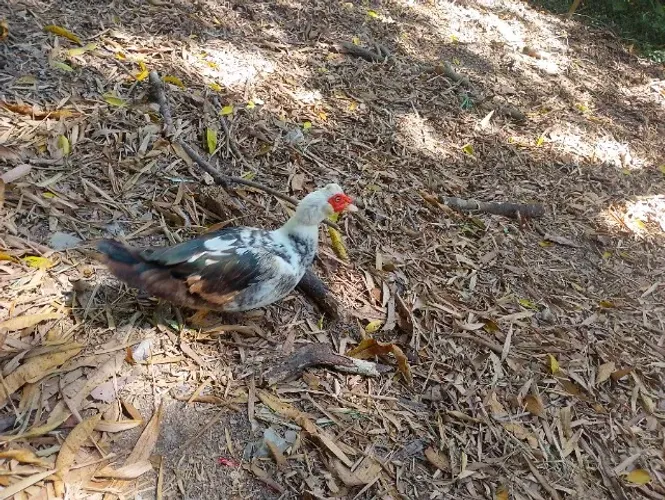 Pato Adulto