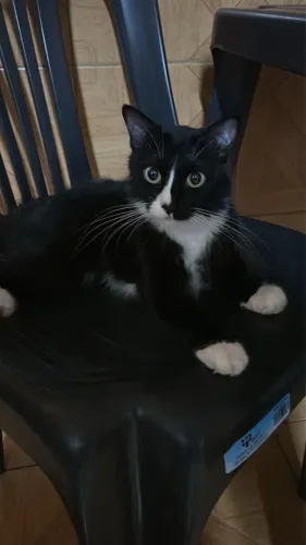 Gatinha para adoção responsável
