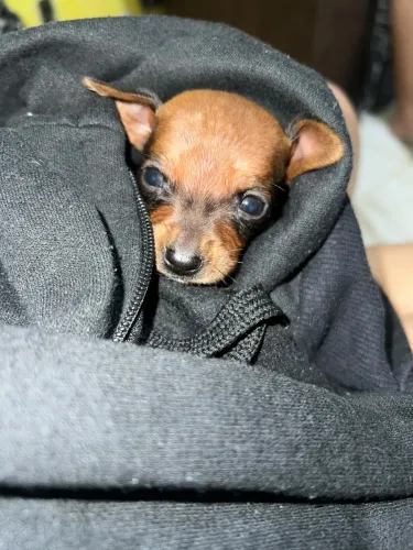 Pinscher macho 500