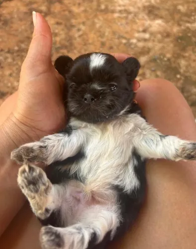 Shitzu machinho