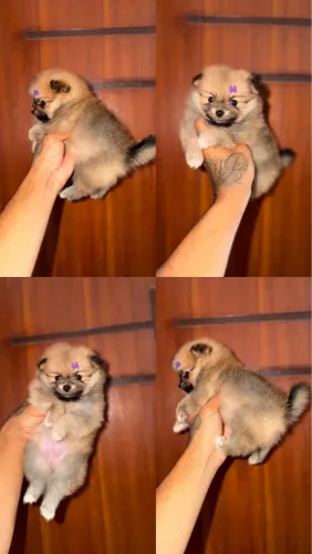Lulu da Pomerania