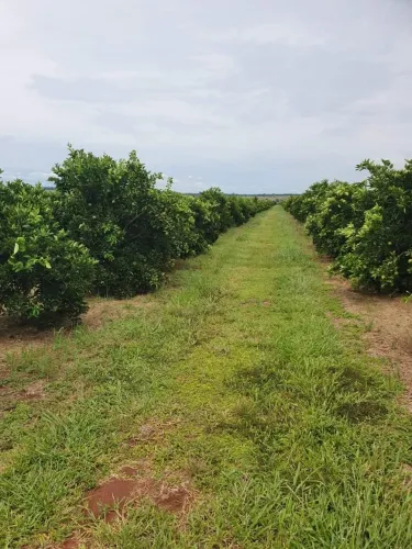 *EXCELENTE FAZENDA DE LARANJA NA REGIÃO DE AVARÉ-SP* ?? ? ?? *EXCLUSIVIDADE DE VENDA* ?? -